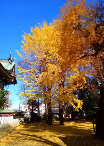 諏訪神社の自然