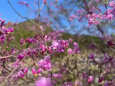 白岩神社の{uncategorized: "未分類", other: "その他", undefined: "問題あり", building: "その他建物", grave: "お墓", sacred_gate: "鳥居", guardian: "狛犬", statue: "像", buddha: "仏像", history: "歴史", nature: "自然", garden: "庭園", animal: "動物", pagoda: "塔", temizu: "手水舎", mountain_gate: "山門・神門", sanctuary: "本殿・本堂", subordinate: "末社・摂社", art: "芸術", scenery: "景色", jizo: "地蔵", ema: "絵馬", goshuin: "御朱印", omikuji: "おみくじ", items: "授与品その他", amulet: "お守り", goshuincho: "御朱印帳", eats: "食事", festival: "お祭り", votive_dance: "神楽", shichigosan: "七五三参", wedding: "結婚式", experience: "体験その他", initially: "初詣", around: "周辺", anti_infection: "感染症対策"}