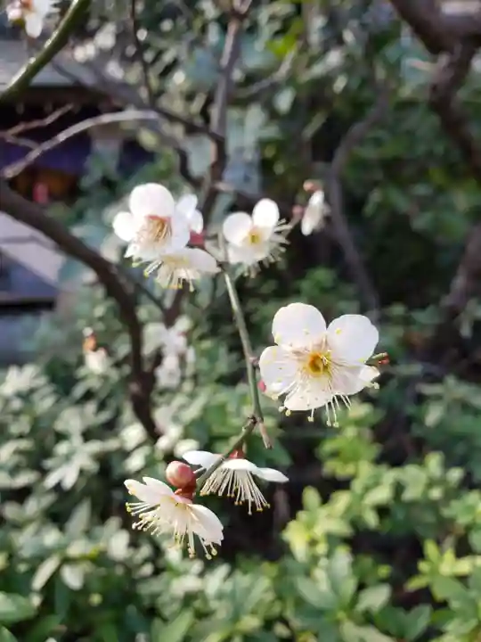 阿佐ヶ谷神明宮(東京都)