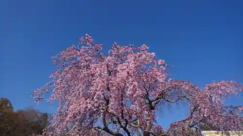 櫻木神社の自然
