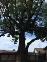 鹿児島神社(鹿児島県)