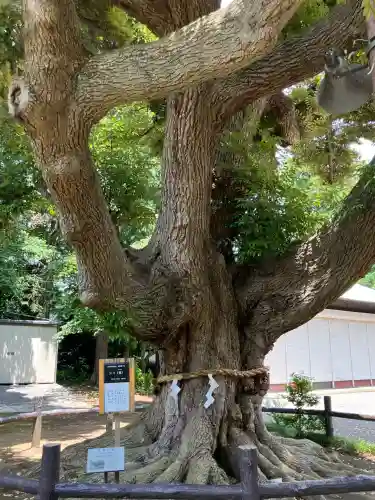 諏訪神社(神奈川県)