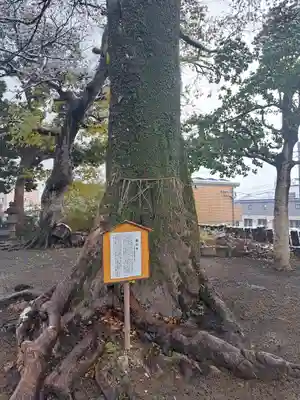 伊勢天照御祖神社(大石神社)の自然