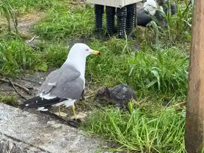蕪嶋神社(青森県)