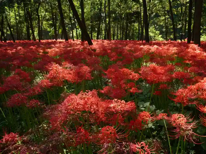 金刀比羅神社の周辺