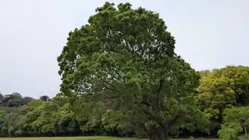 大尾神社の自然