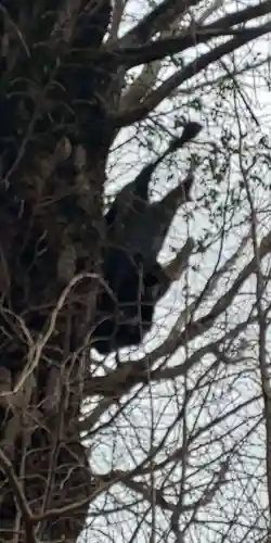 飛木稲荷神社の自然