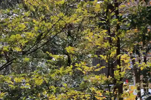 開成山大神宮の自然