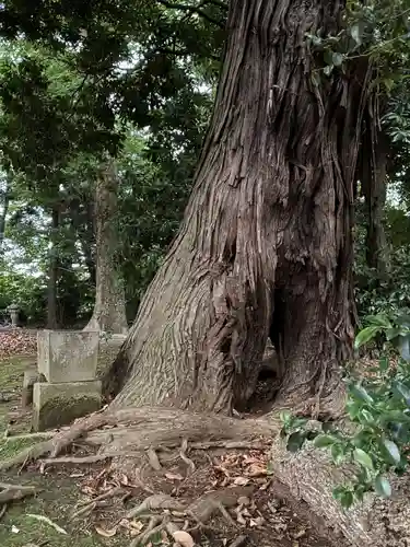 厳島神社(千葉県)