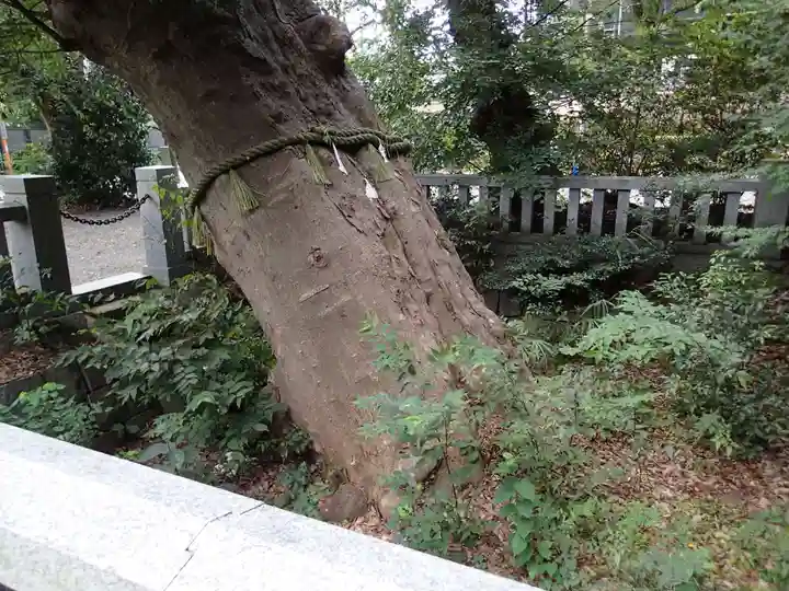 青渭神社の自然