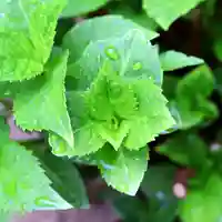 三津厳島神社の自然