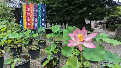 行願寺（革堂）(京都府)