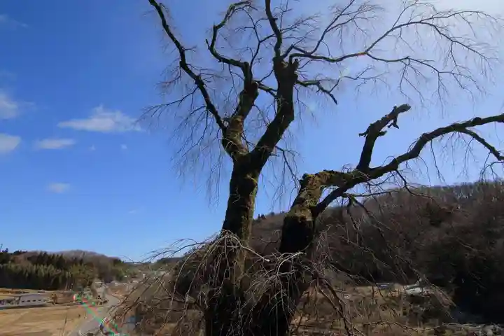 関場神社の自然