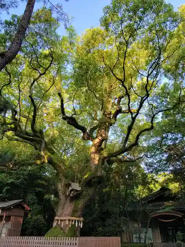熱田神宮の自然