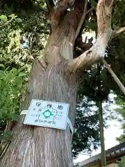 東漸寺の自然