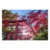 岐阜稲荷山本社の鳥居