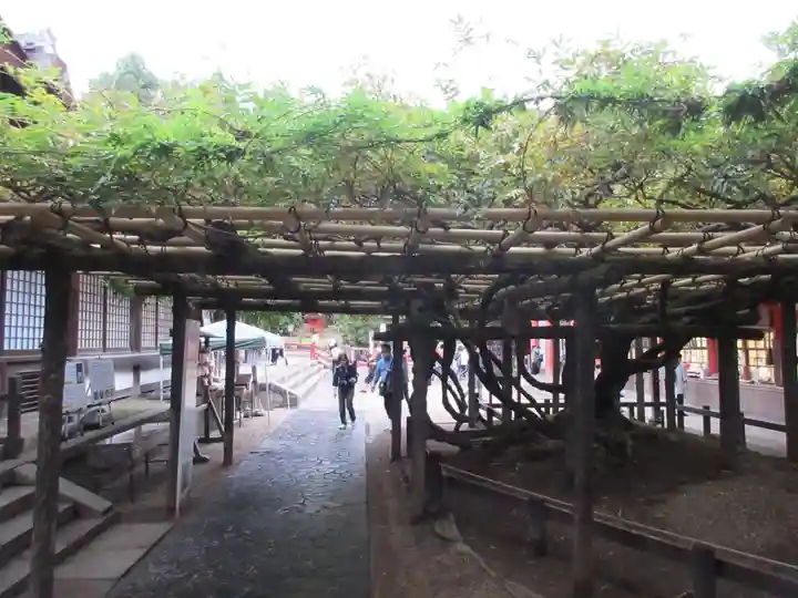 春日大社の自然