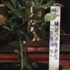 妙蓮寺の自然