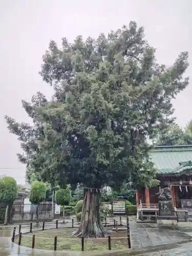 諏訪神社の自然
