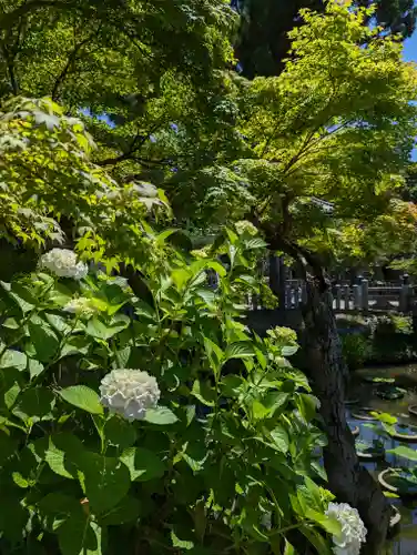 くろ谷 金戒光明寺の自然