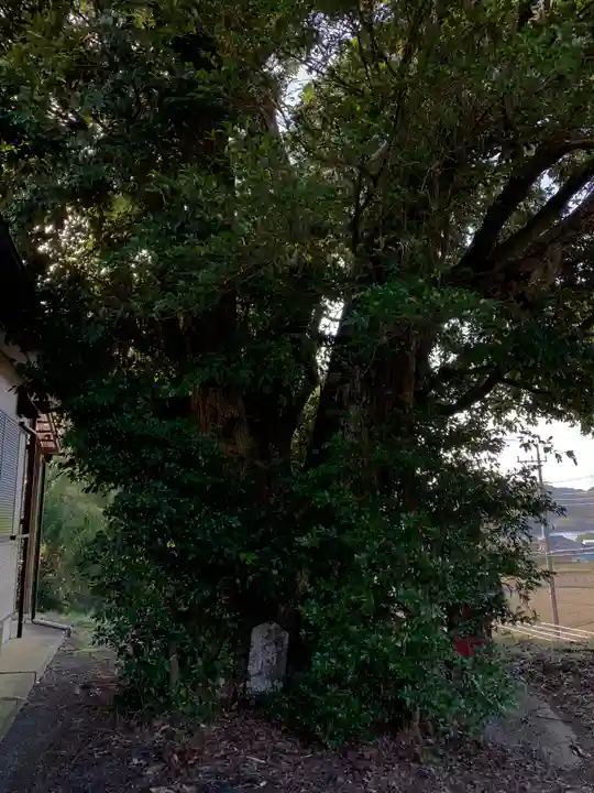 大山祇神社の自然