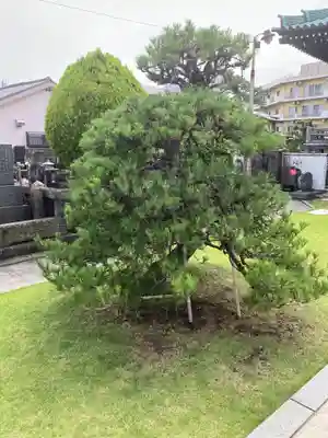 天然寺(神奈川県)