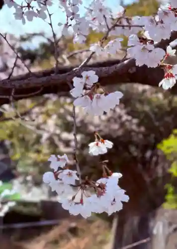 成田山名古屋別院大聖寺(犬山成田山)の{uncategorized: "未分類", other: "その他", undefined: "問題あり", building: "その他建物", grave: "お墓", sacred_gate: "鳥居", guardian: "狛犬", statue: "像", buddha: "仏像", history: "歴史", nature: "自然", garden: "庭園", animal: "動物", pagoda: "塔", temizu: "手水舎", mountain_gate: "山門・神門", sanctuary: "本殿・本堂", subordinate: "末社・摂社", art: "芸術", scenery: "景色", jizo: "地蔵", ema: "絵馬", goshuin: "御朱印", omikuji: "おみくじ", items: "授与品その他", amulet: "お守り", goshuincho: "御朱印帳", eats: "食事", festival: "お祭り", votive_dance: "神楽", shichigosan: "七五三参", wedding: "結婚式", experience: "体験その他", initially: "初詣", around: "周辺", anti_infection: "感染症対策"}