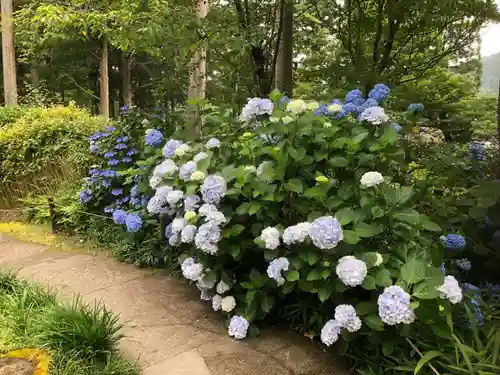 三千院門跡の自然