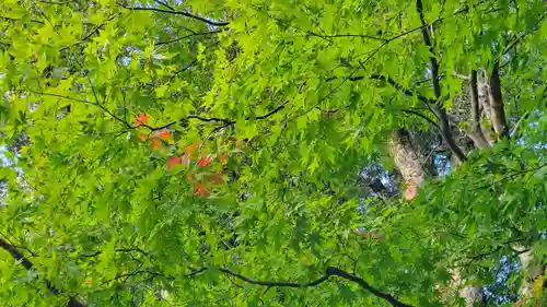 瀧原宮(皇大神宮別宮)の自然