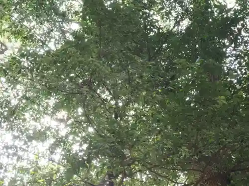 明治神宮(東京都)