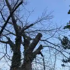 高司神社〜むすびの神の鎮まる社〜の自然