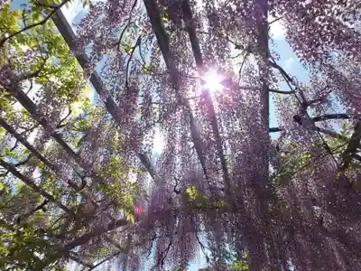 三大神社の自然