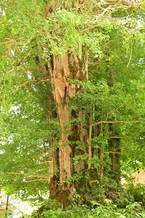 白山神社(長滝神社・白山長瀧神社・長滝白山神社)(岐阜県)