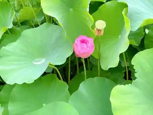 伊賀八幡宮の自然