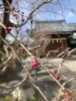 總社 和田八幡宮の自然