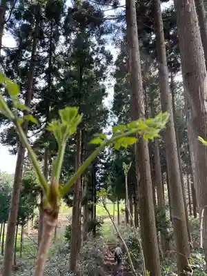 🌸乙部八幡神社(北海道)