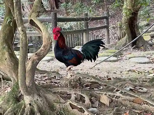 石上神宮の動物