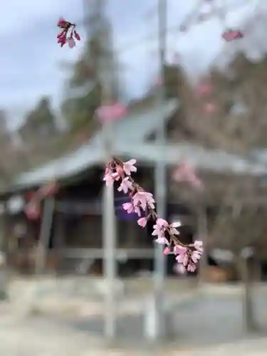 賀茂別雷神社の自然