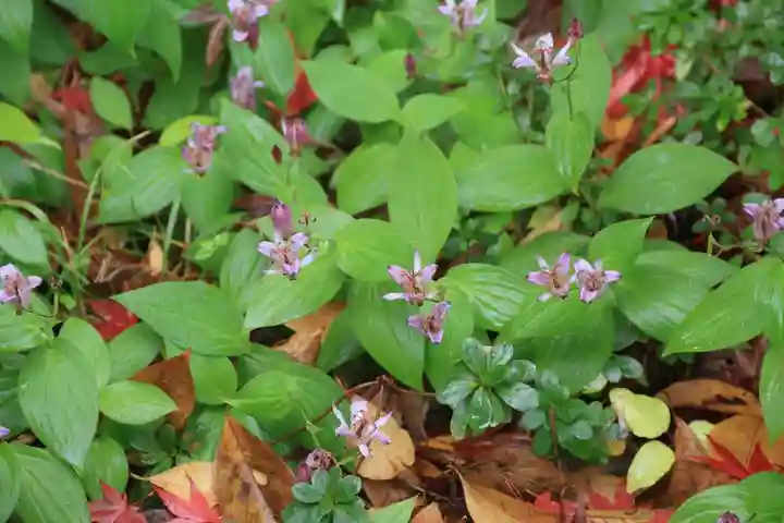 豊景神社の庭園