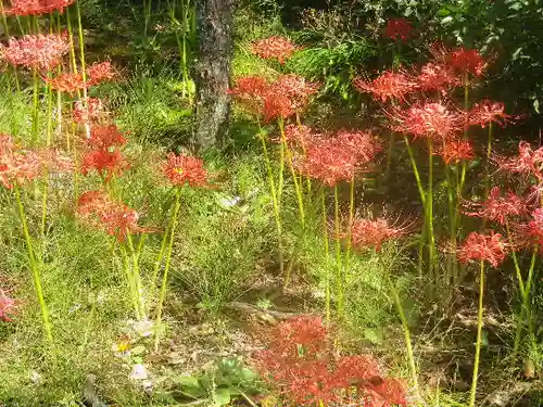 浄光明寺の自然