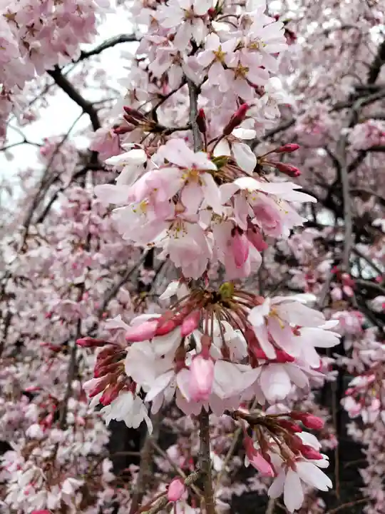 福蔵院(東京都)