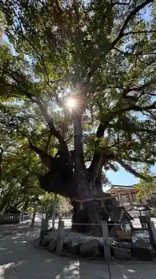 大麻比古神社(徳島県)