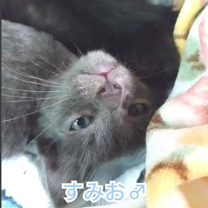 天王山 安楽寺(福井県)