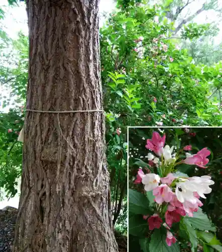 虻田神社の自然