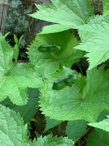 青龍山 吉祥寺の自然