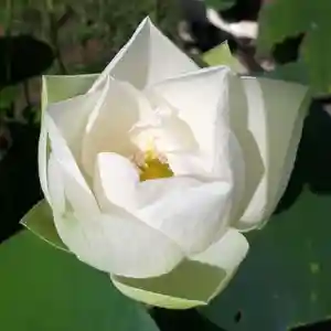 蓮久寺の自然(2020年08月27日(木) 12時28分31秒投稿)