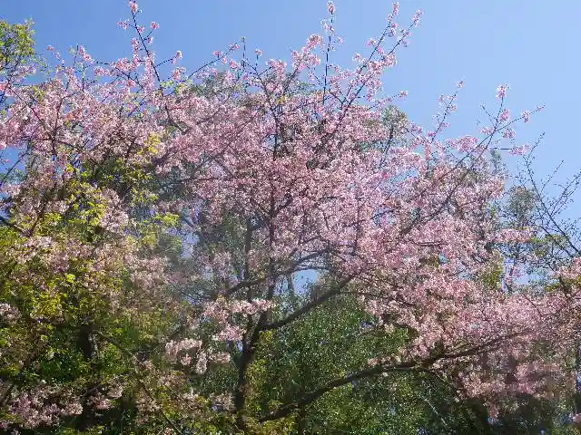 鶴岡八幡宮の自然