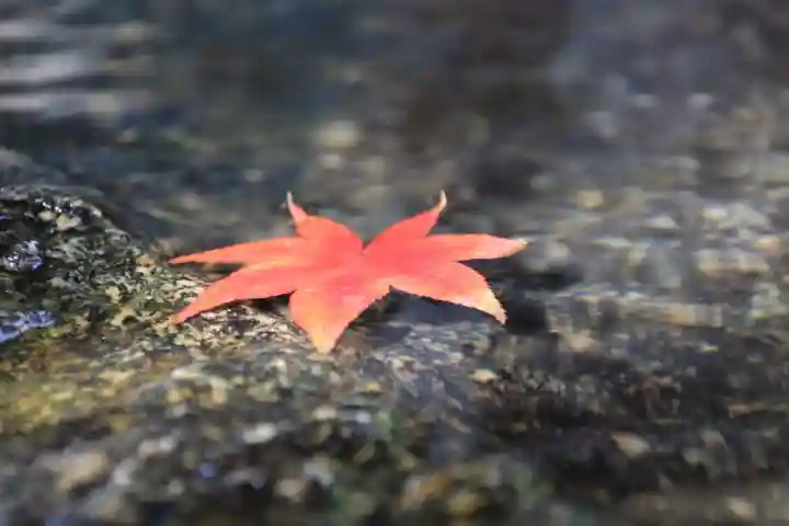 鹿島大神宮の自然