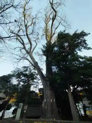五霊神社の自然