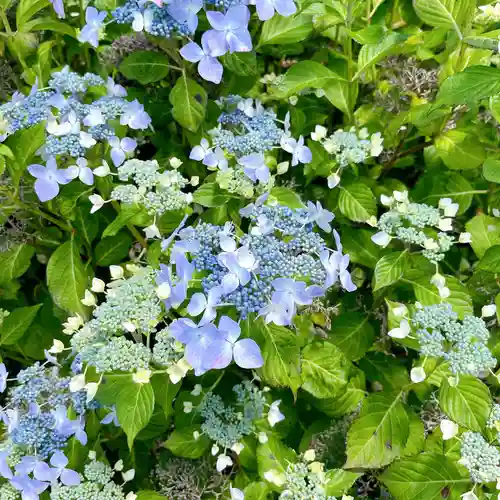 報徳二宮神社の自然